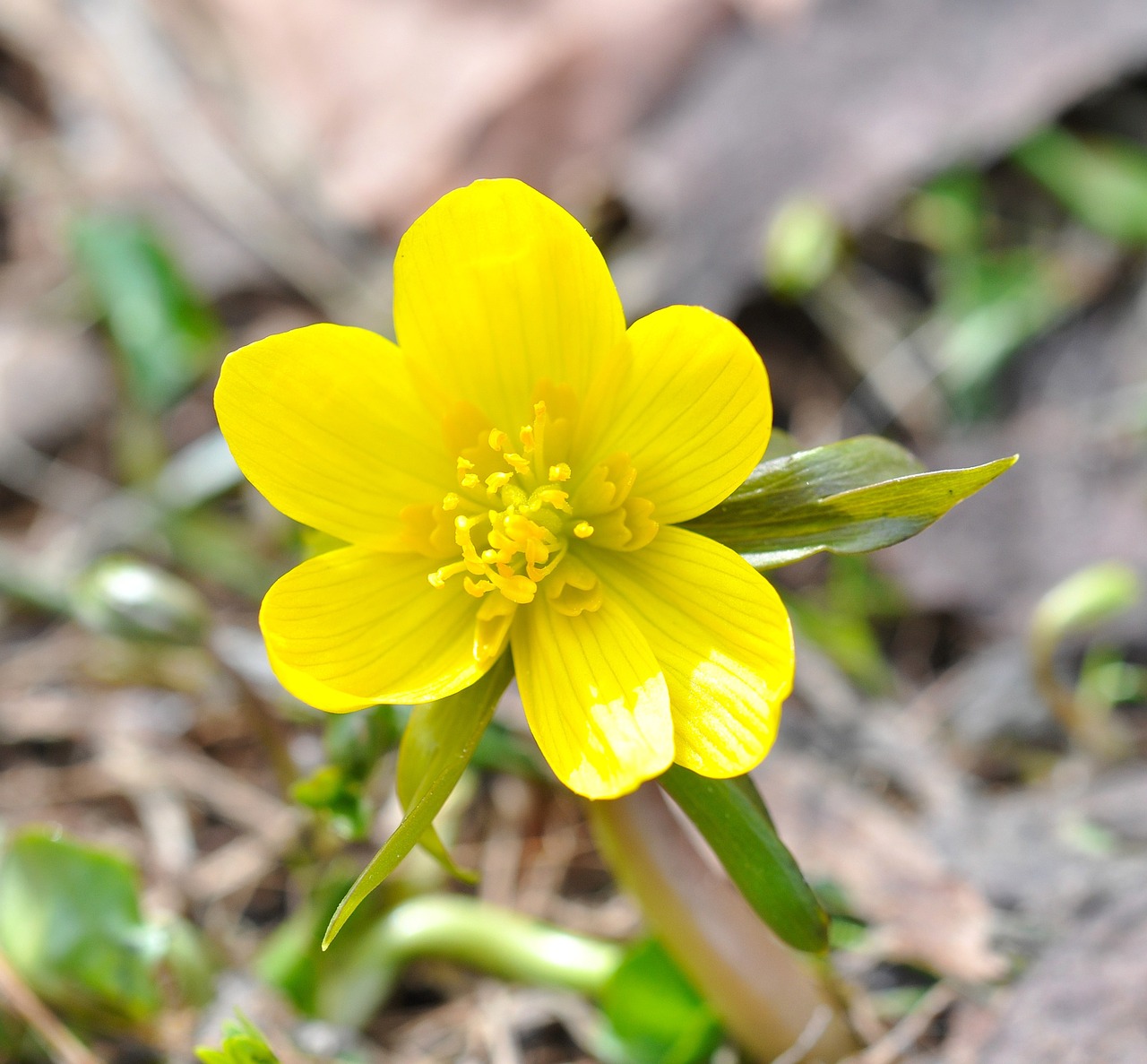 winterling flower blossom free photo