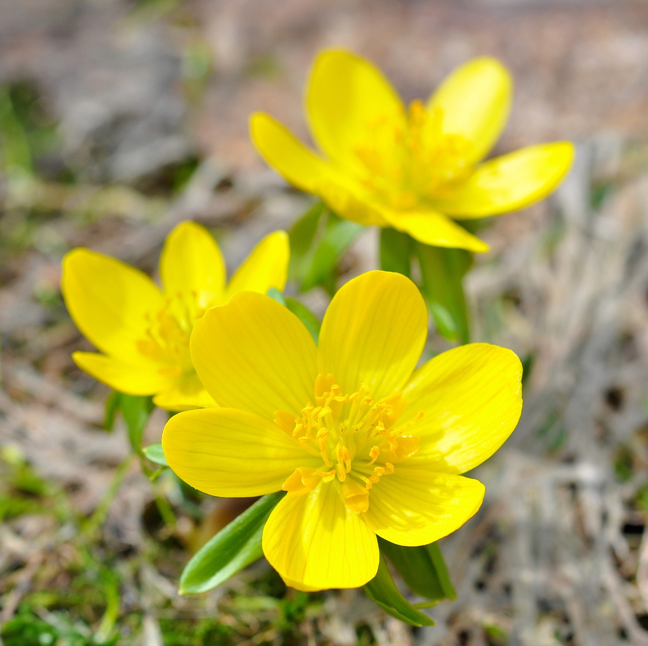 winterling flower blossom free photo