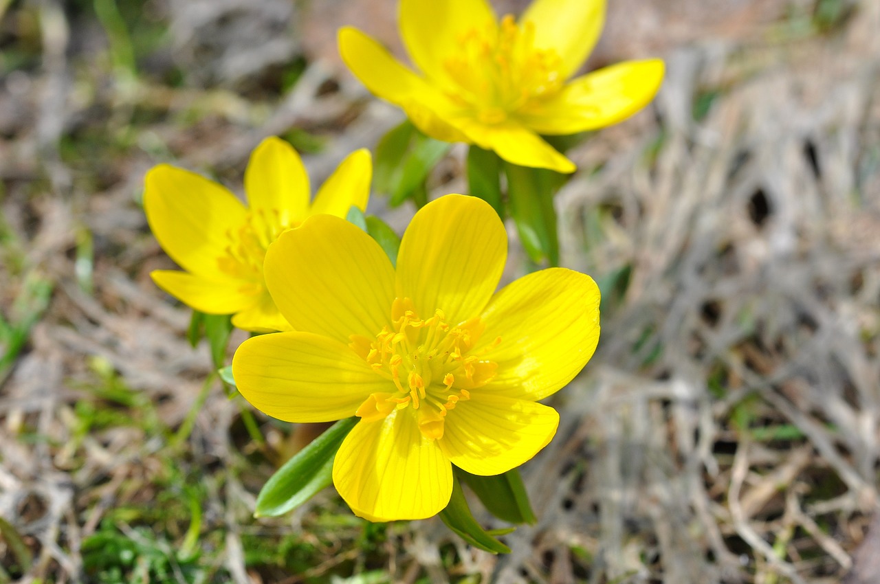 winterling flower blossom free photo