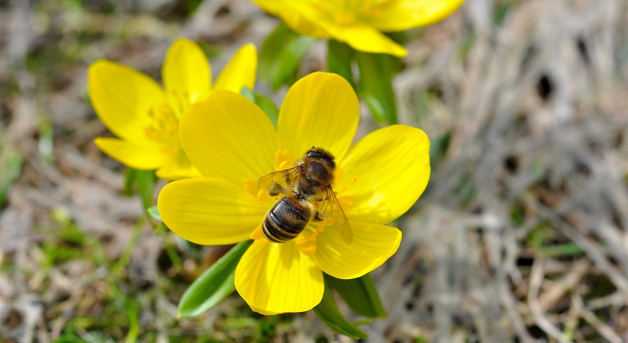 winterling flower blossom free photo