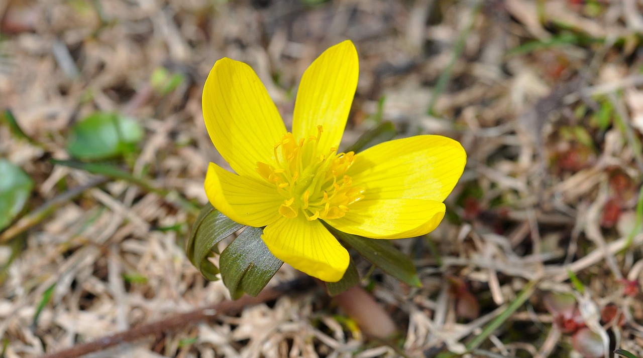 winterling flower blossom free photo