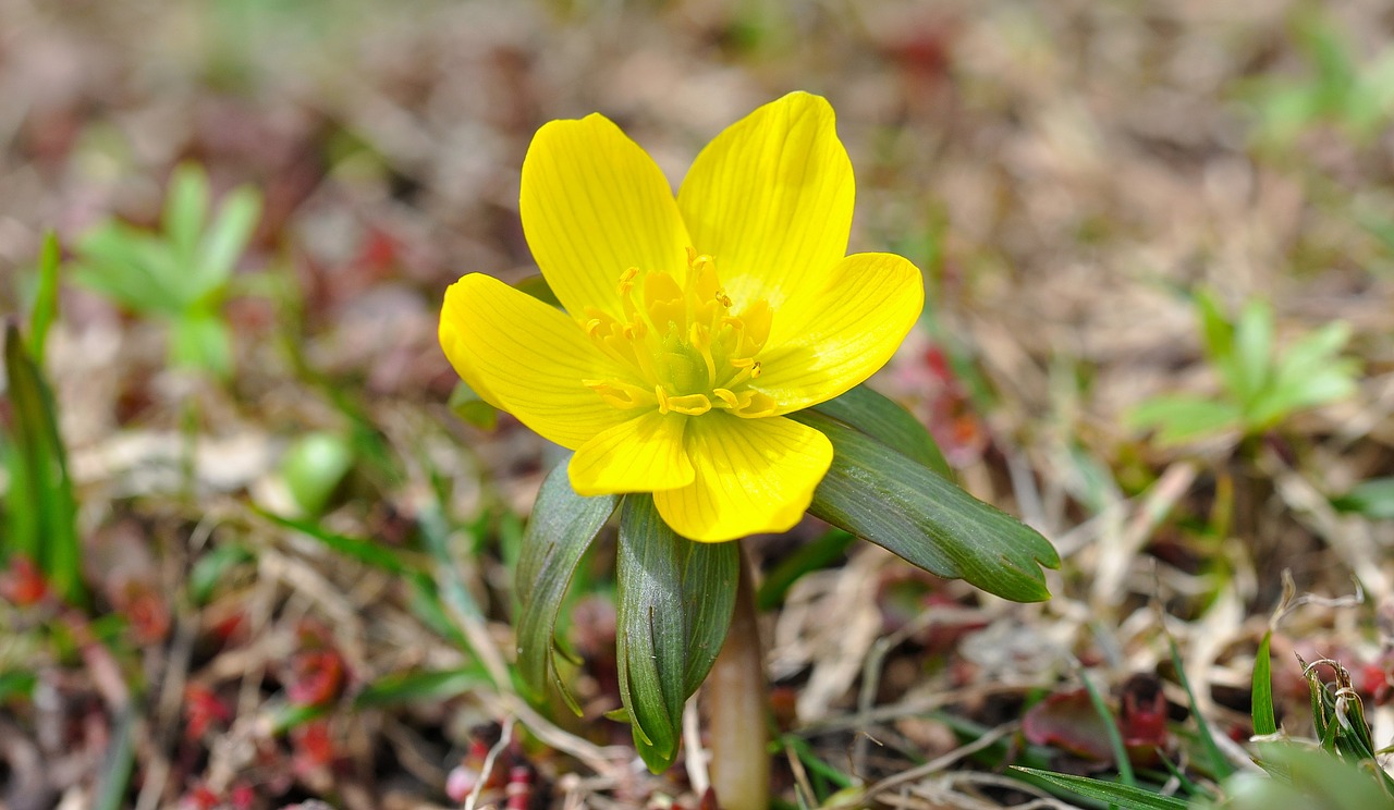 winterling flower blossom free photo