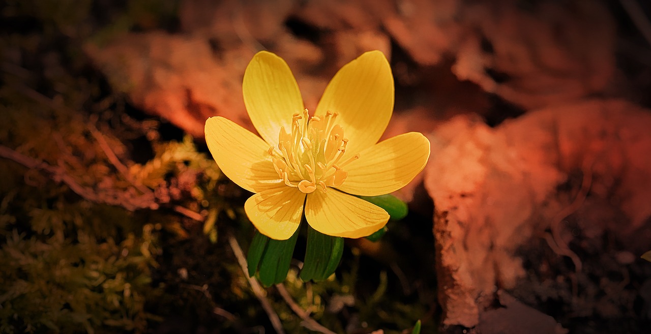 winterling flower yellow free photo