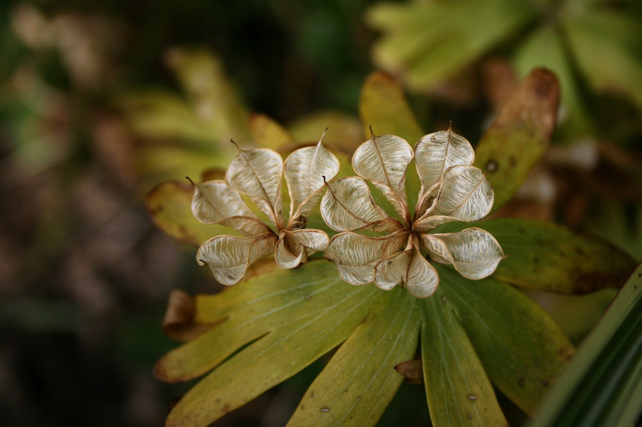 winterling seeds was plant free photo