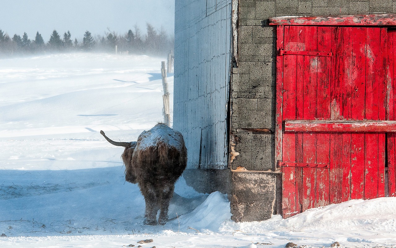 winters cold snow free photo