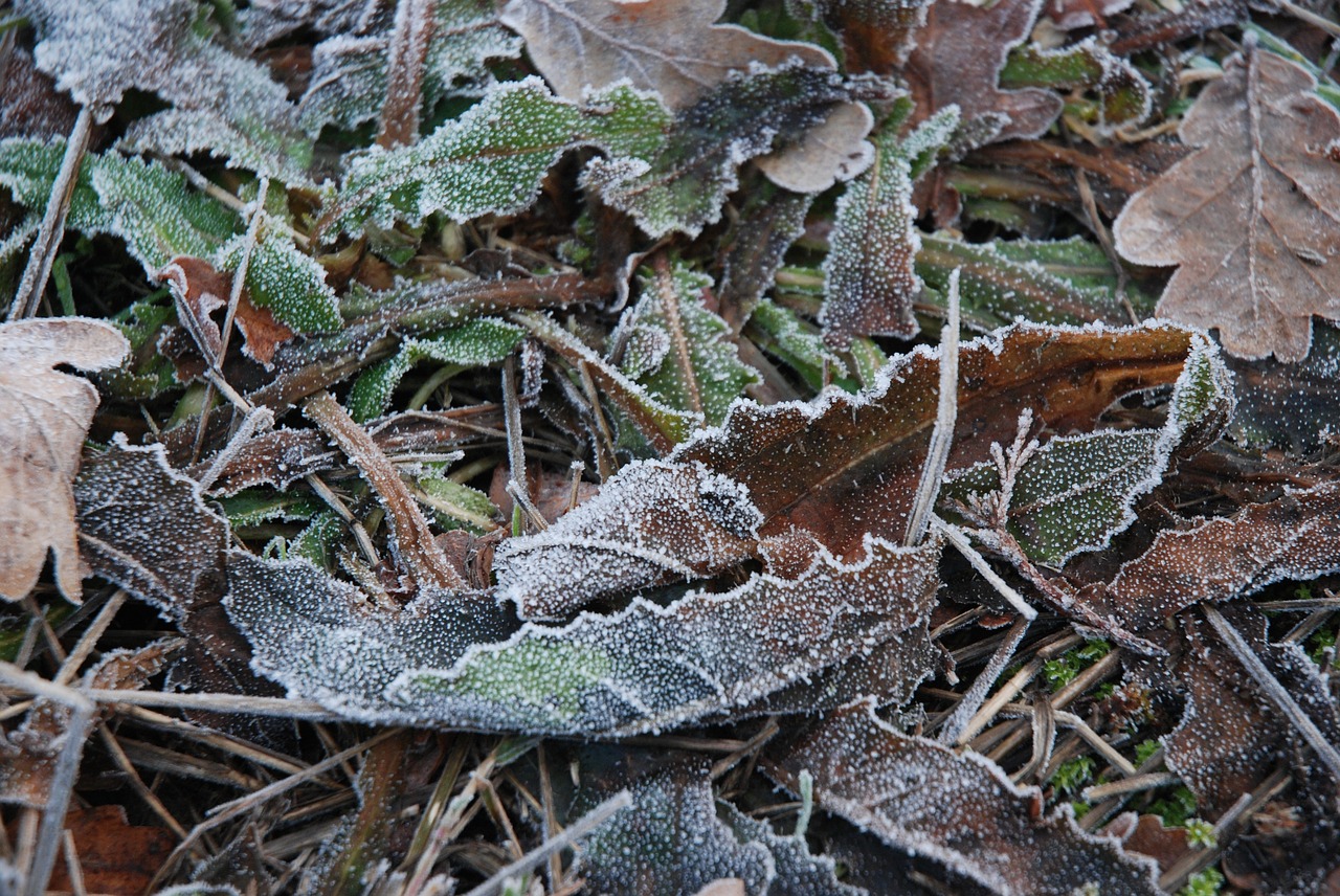 winters frost leaf free photo
