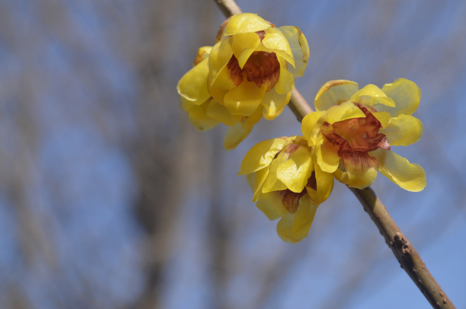 tree wintersweet flower free photo