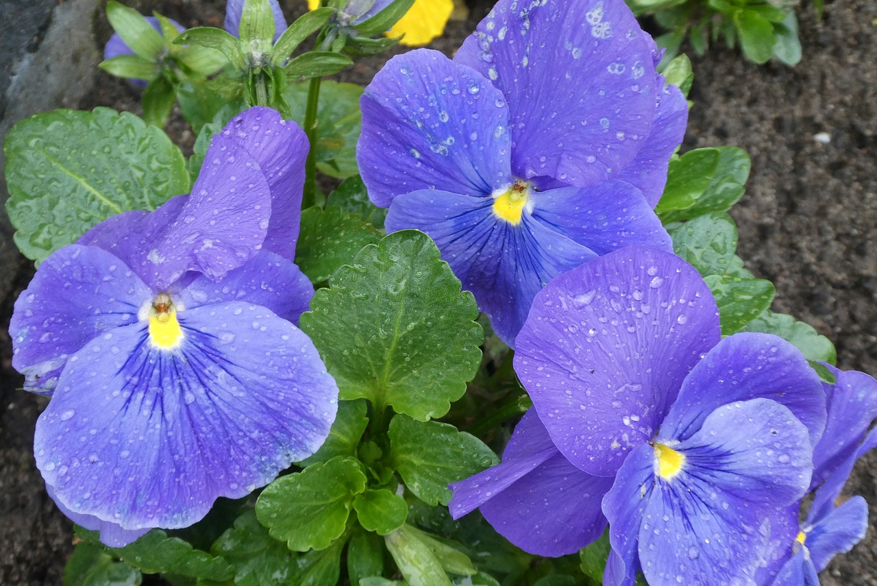 winterviooltje  raindrops  blue flowers free photo