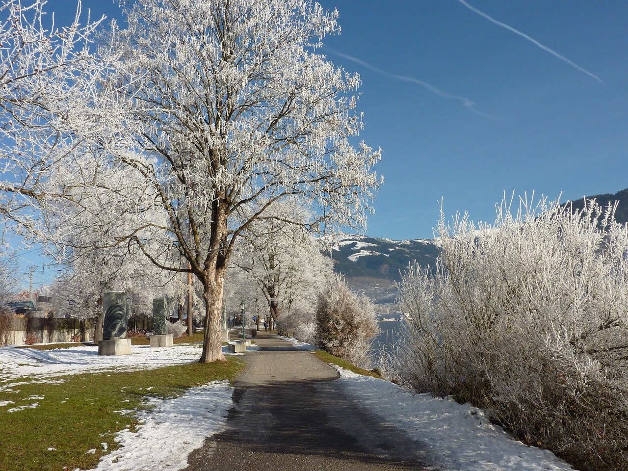 wintry snow tree free photo