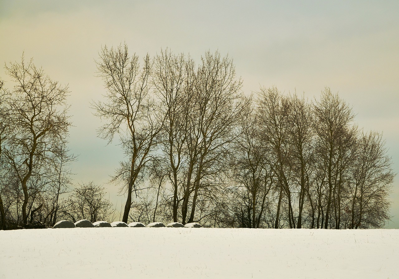 wintry winter trees free photo