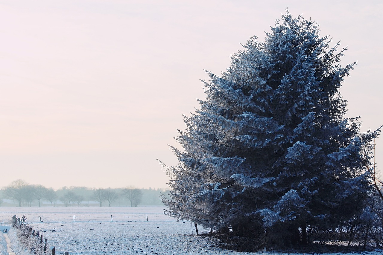 wintry winter landscape free photo