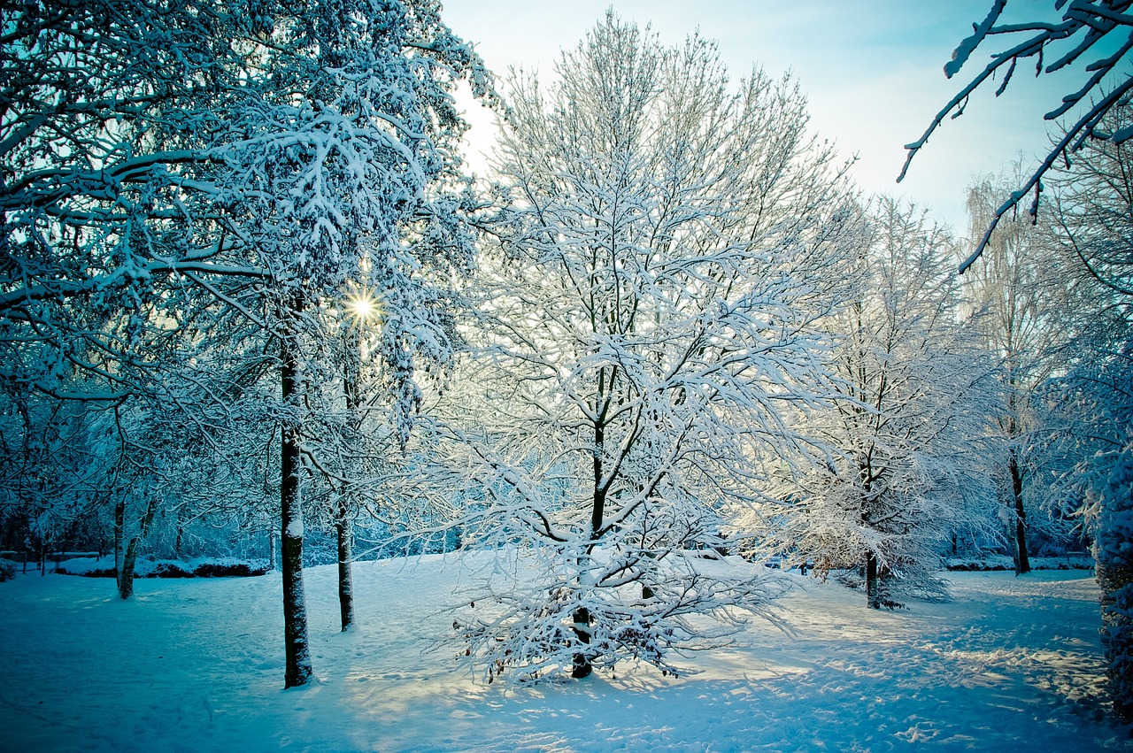 wintry snowy trees free photo
