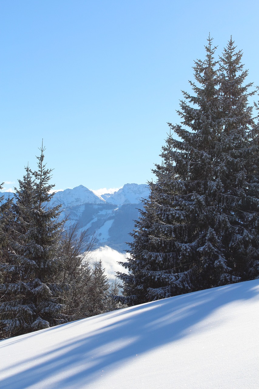 wintry snow allgäu free photo