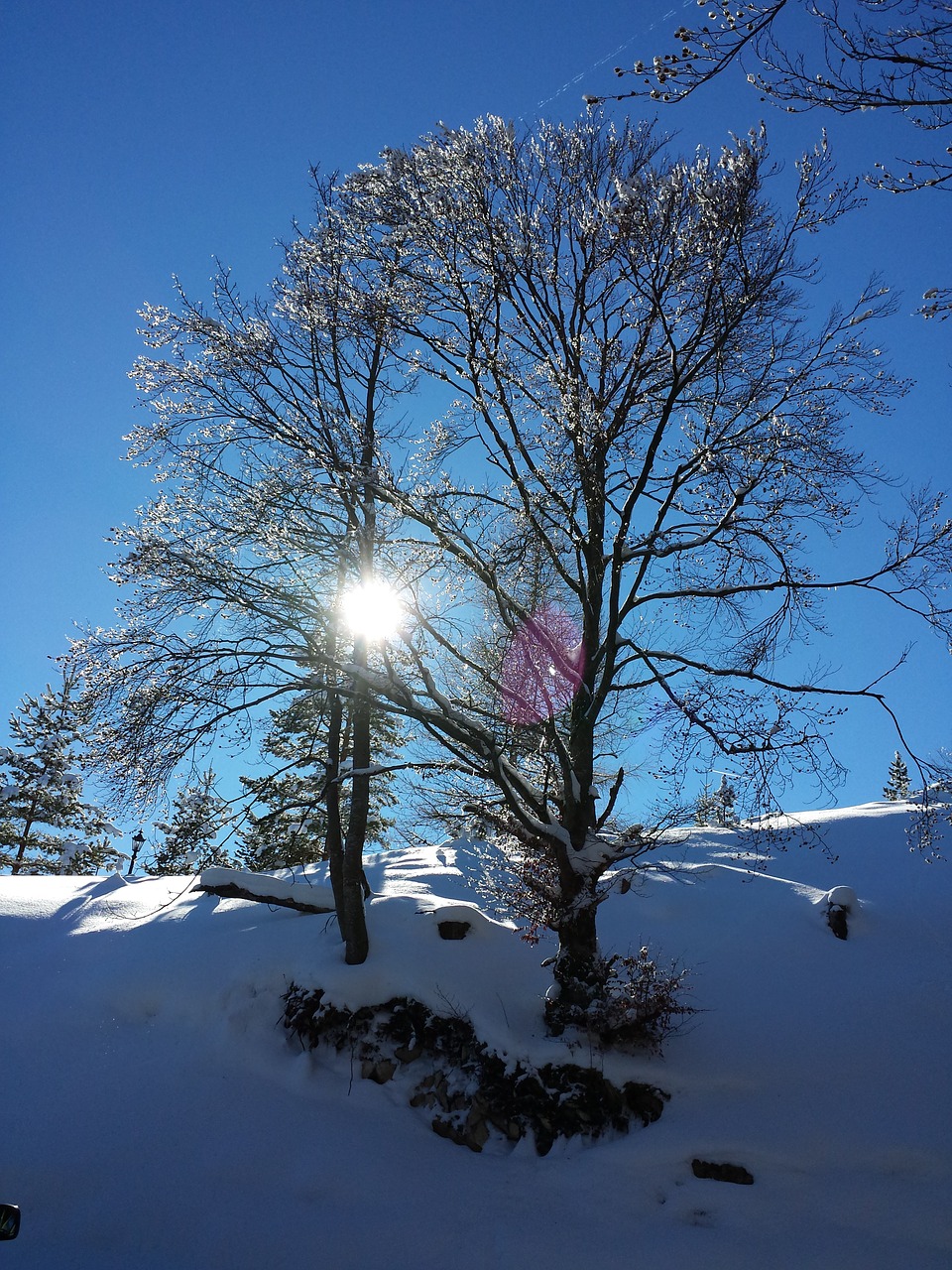 wintry snow snow landscape free photo