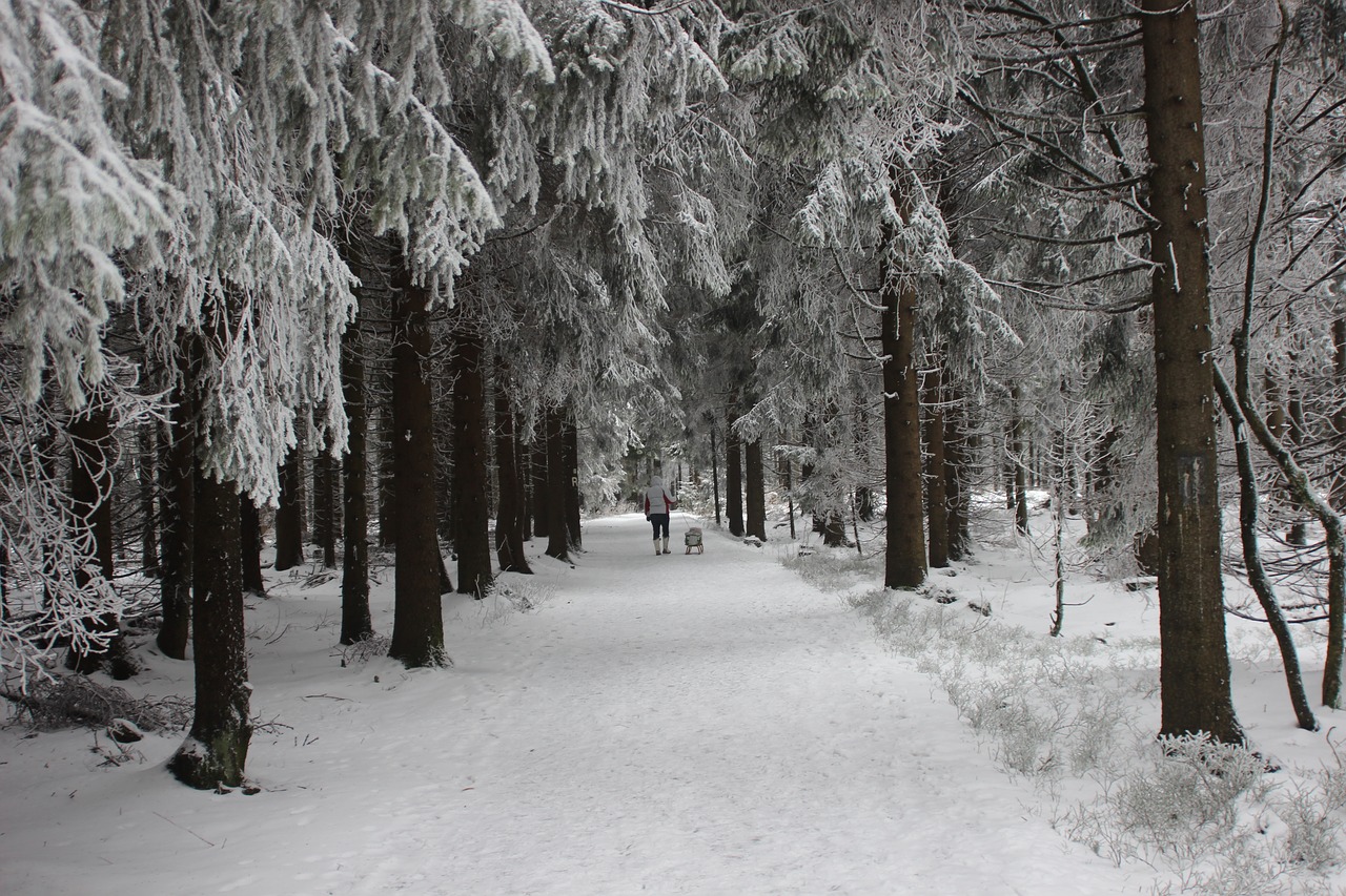 wintry winter forest winter free photo