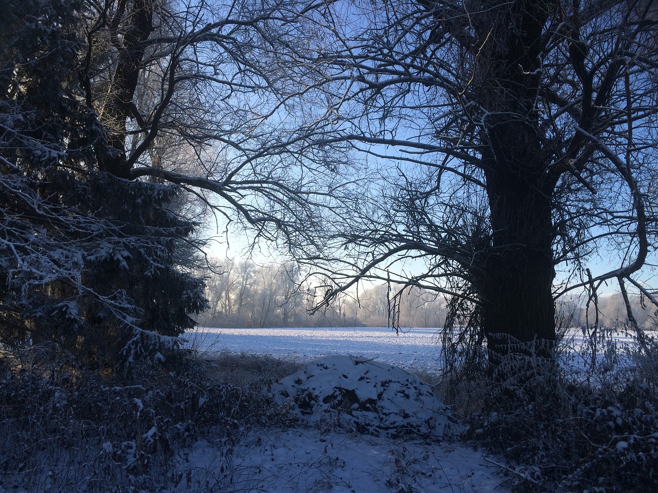 wintry snow morgenstimmung in winter free photo