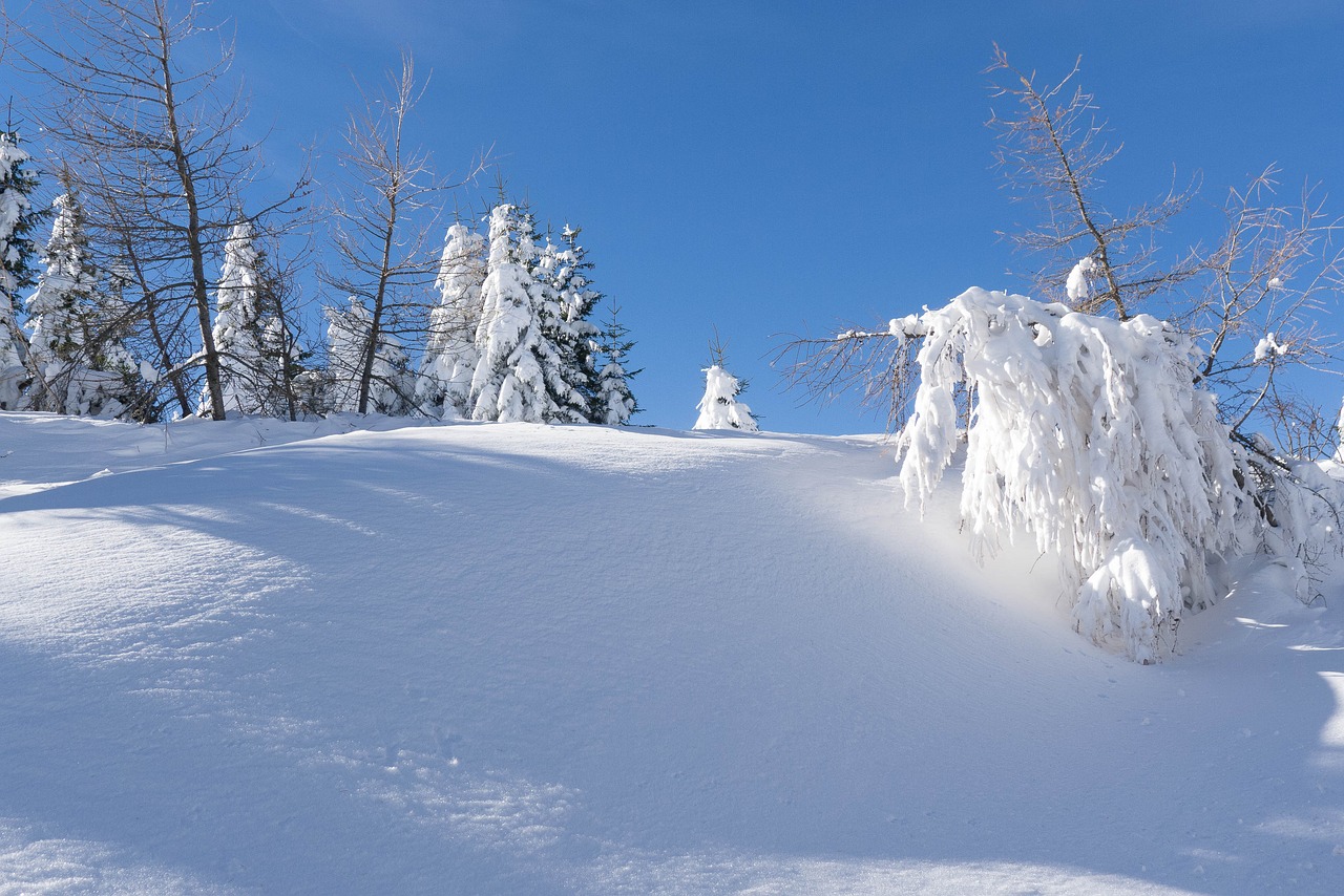 wintry snow christmas free photo