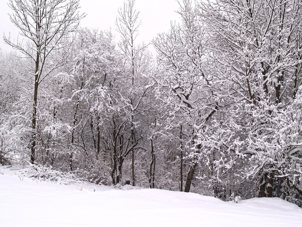 wintry winter snow free photo