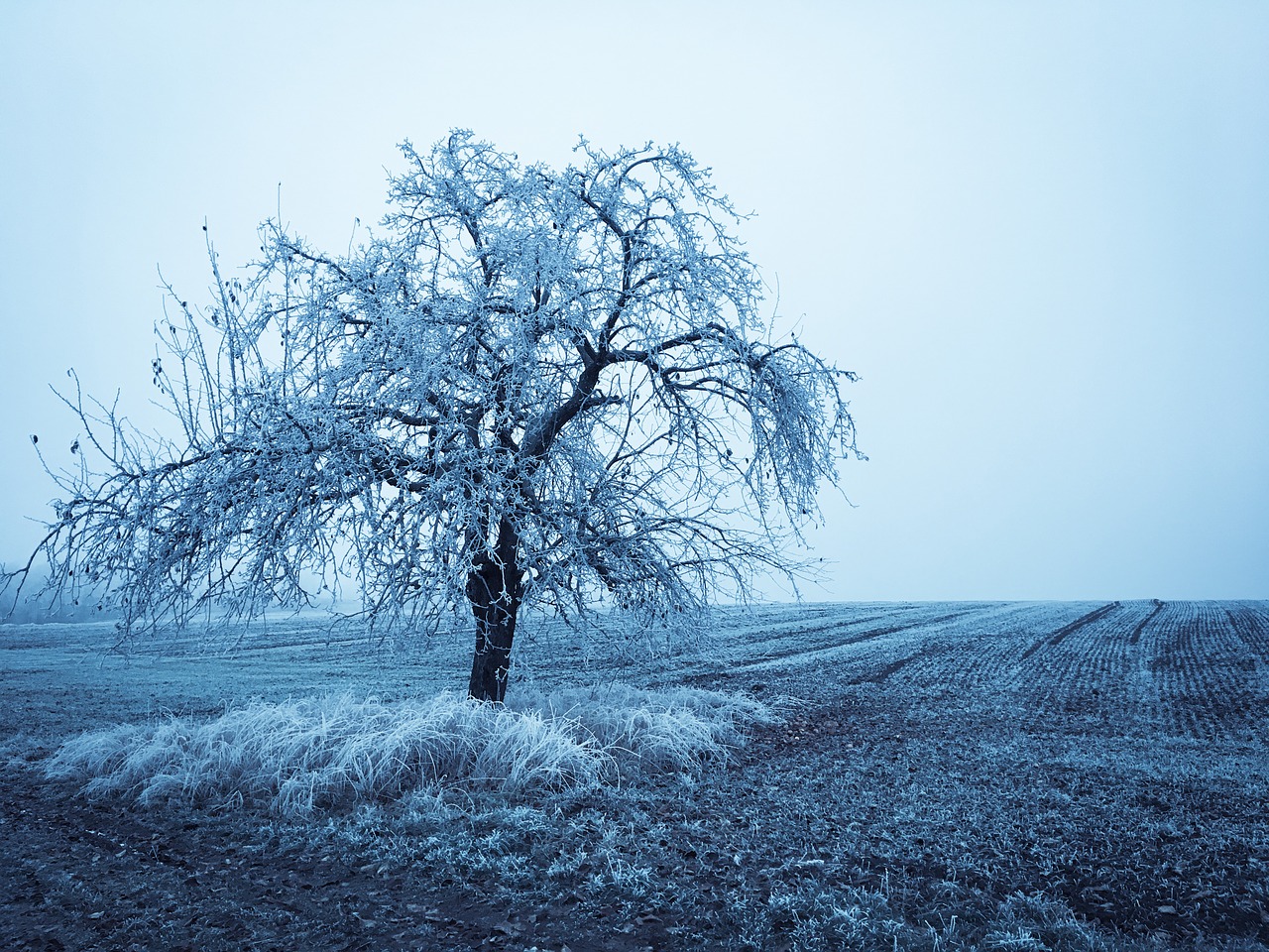 wintry winter tree free photo