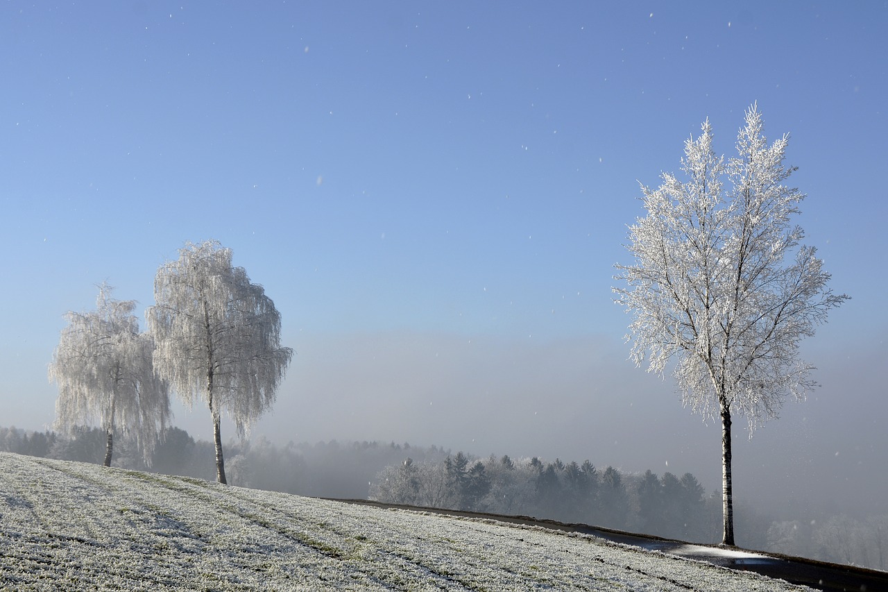 wintry winter trees free photo