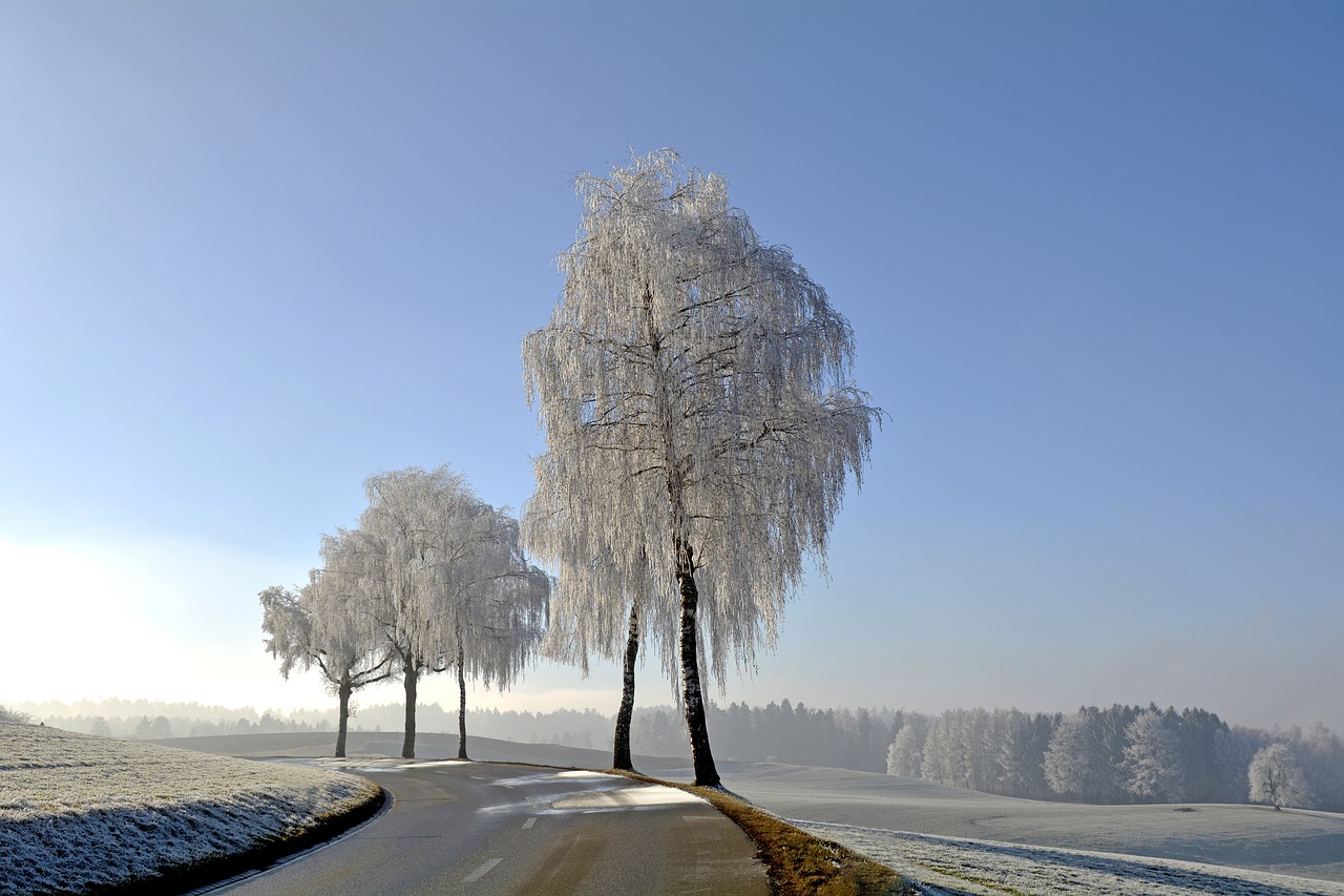 wintry winter trees free photo