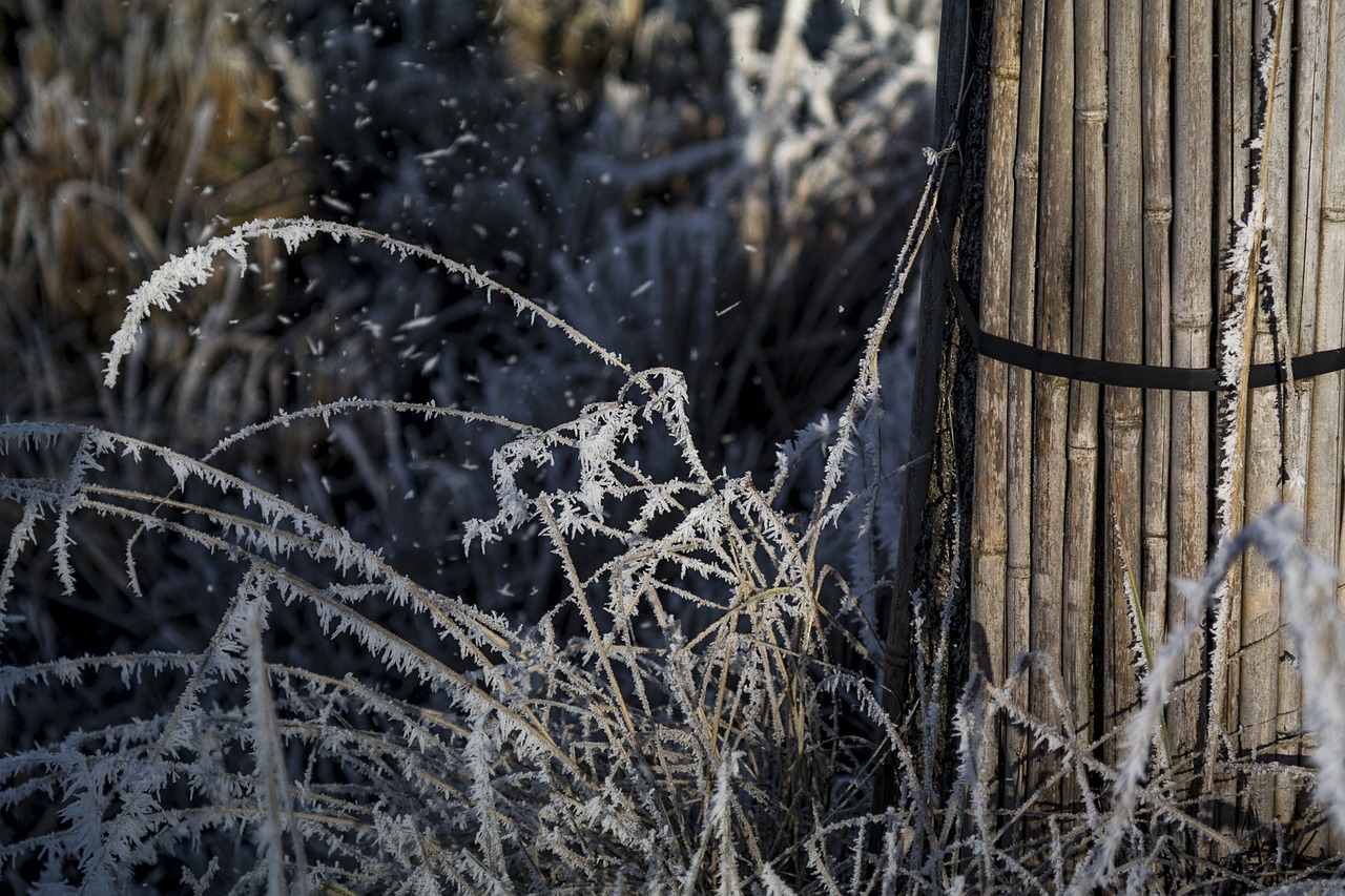 wintry ice frozen free photo