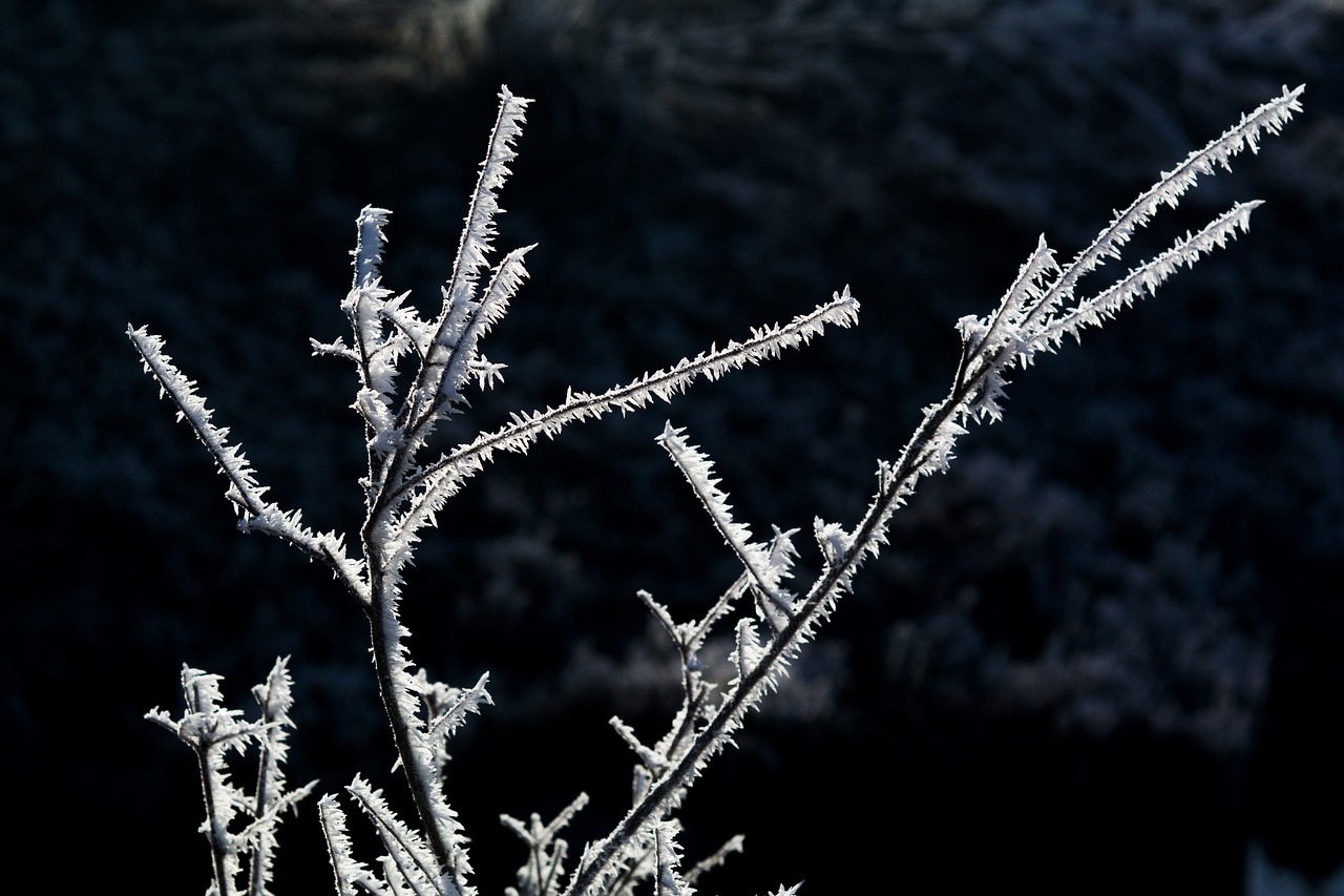 wintry frost hoarfrost free photo