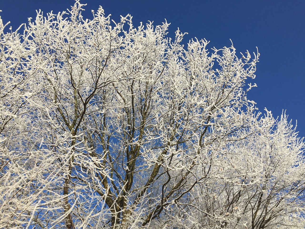 wintry frosty nature free photo