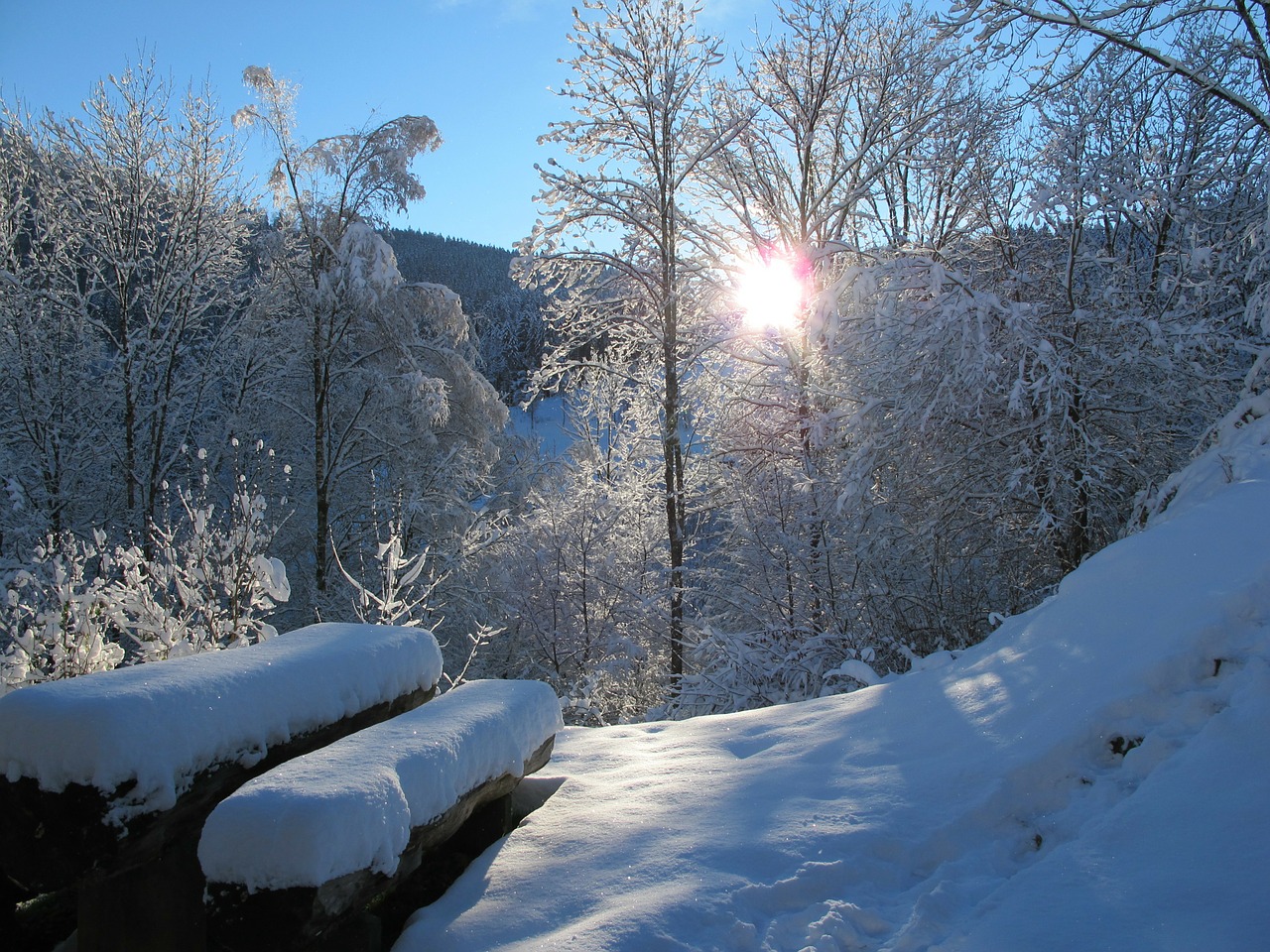 wintry black forest snow free photo