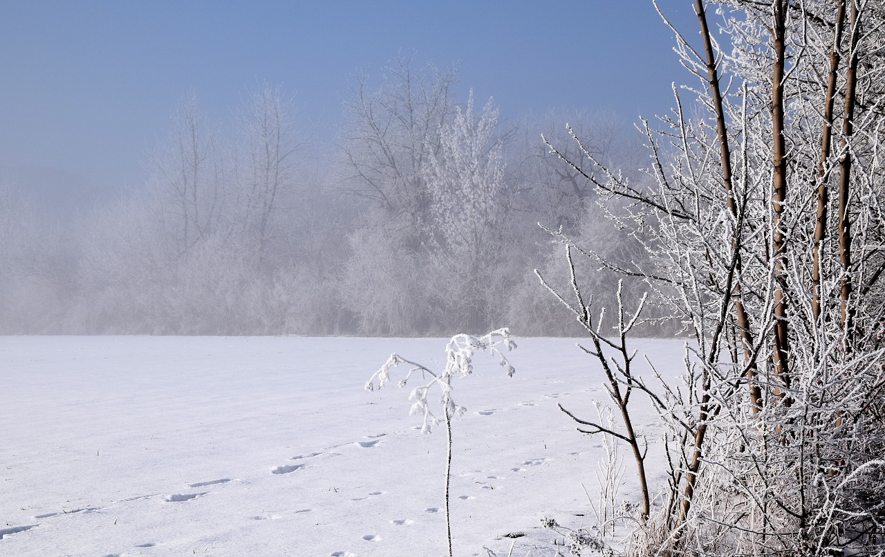 wintry trees winter mood free photo