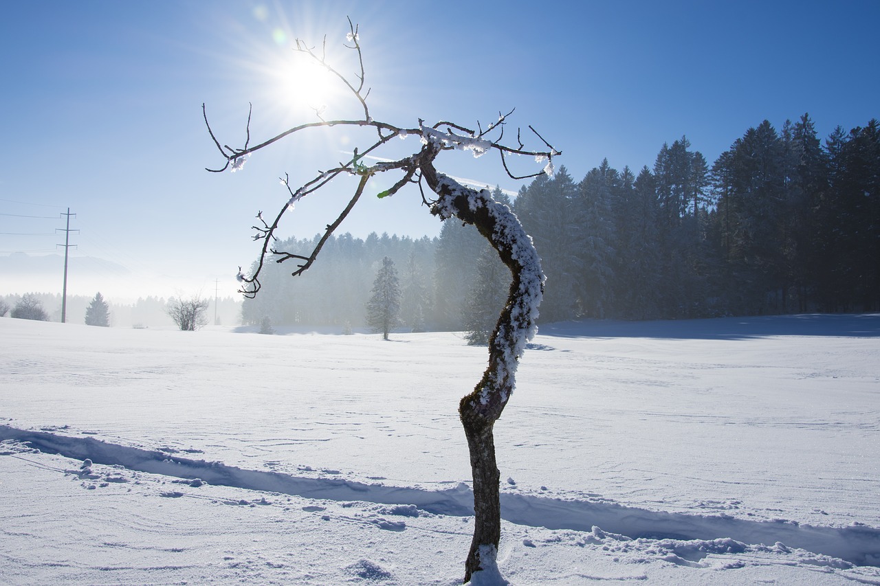 wintry tree light free photo