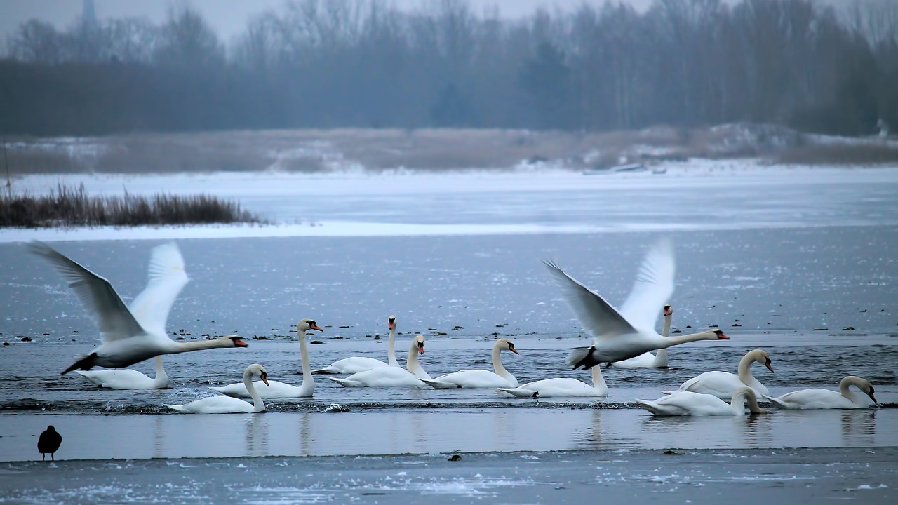 wintry lake swans free photo