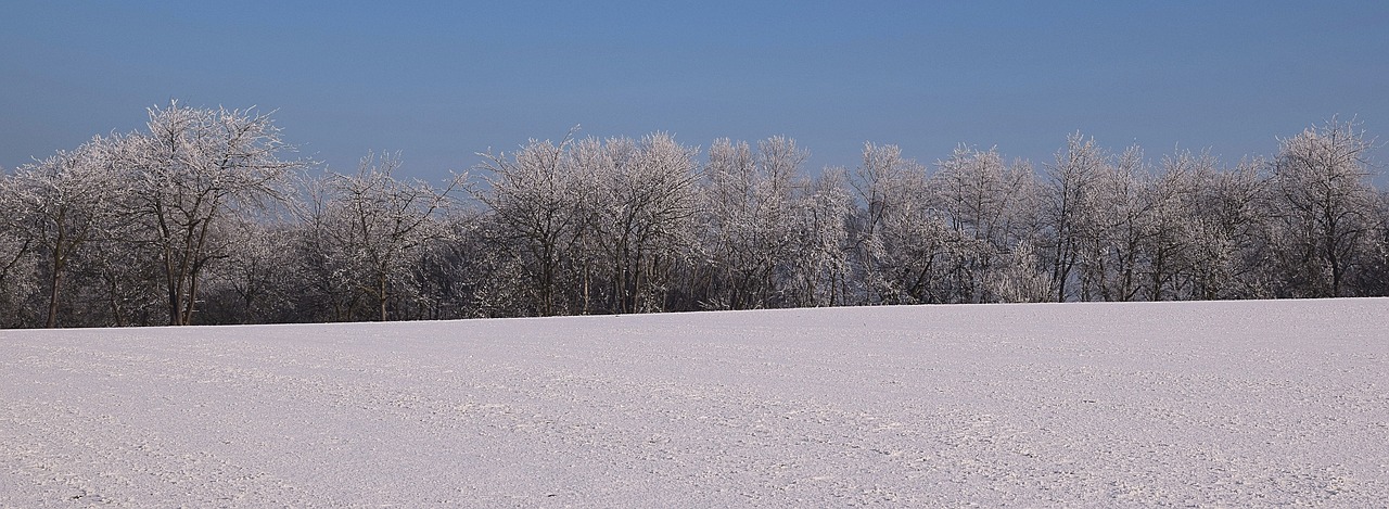 wintry iced winter mood free photo