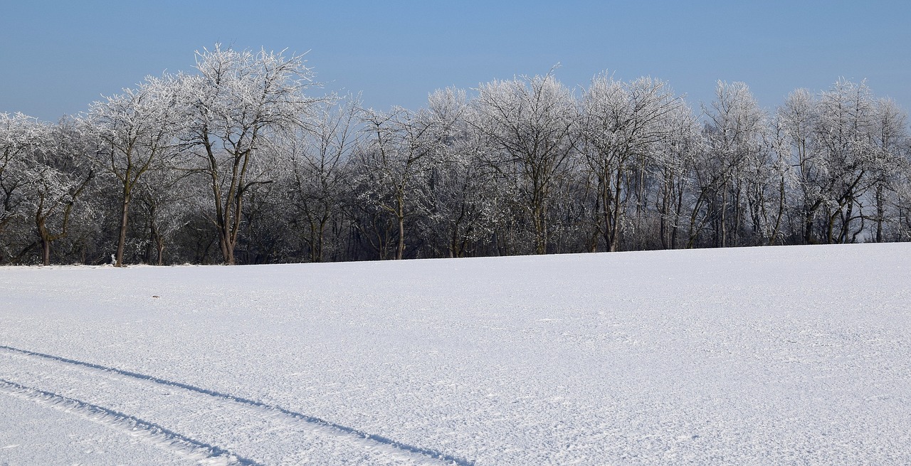 wintry iced winter mood free photo