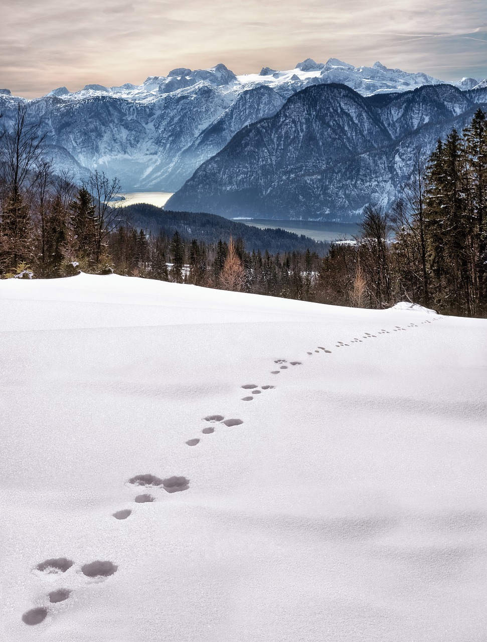 wintry snow traces free photo