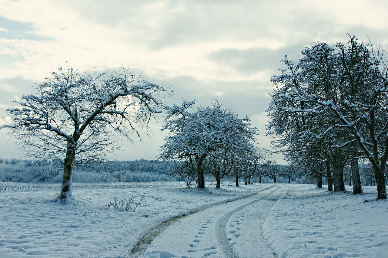 wintry snow winter magic free photo