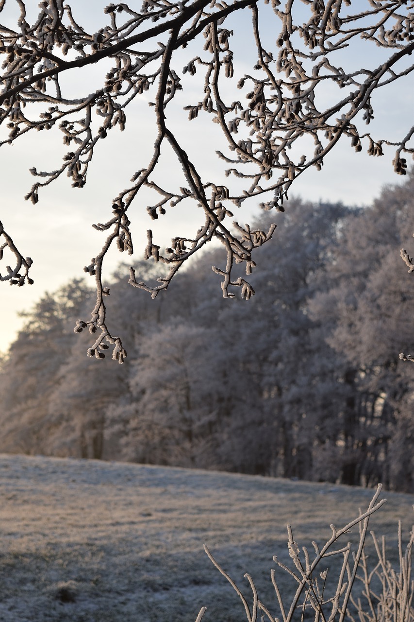 wintry field winter free photo