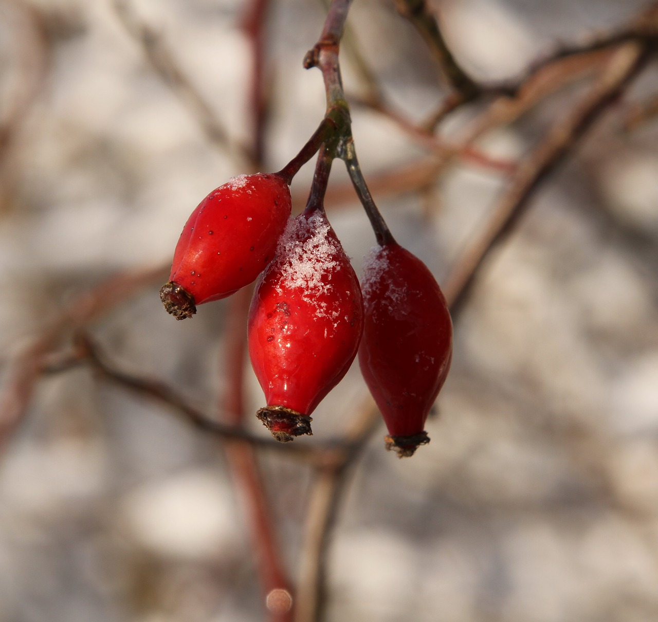 wintry rose fruit jam additional free photo