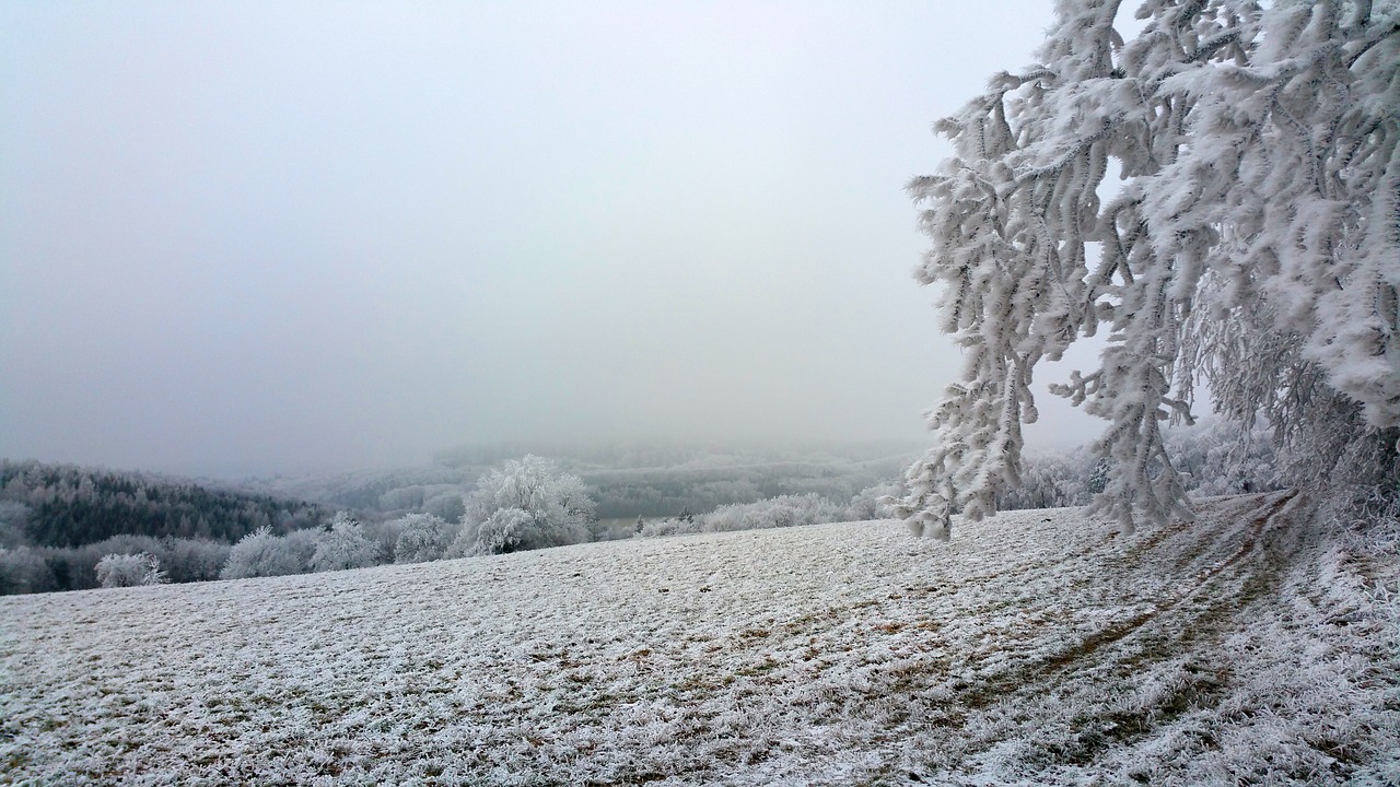 wintry hoarfrost forest free photo