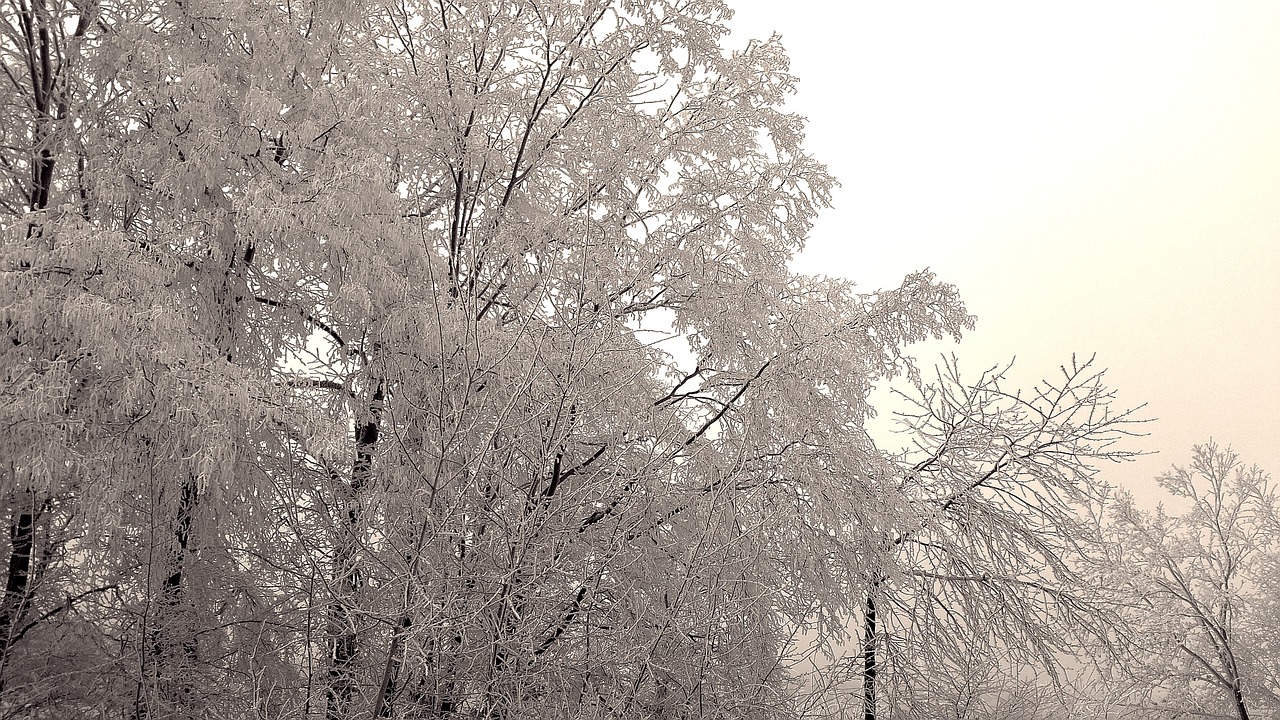 wintry winter hoarfrost free photo