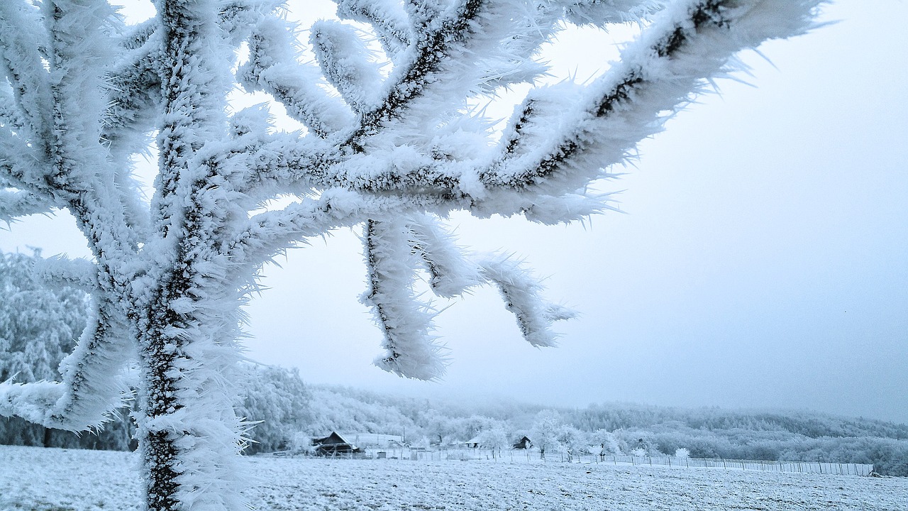 wintry hoarfrost frost free photo