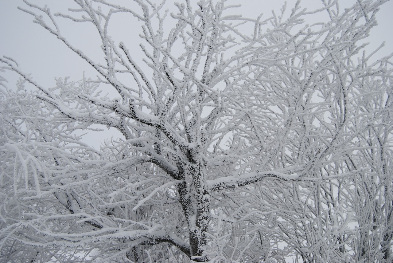 wintry tree snow free photo