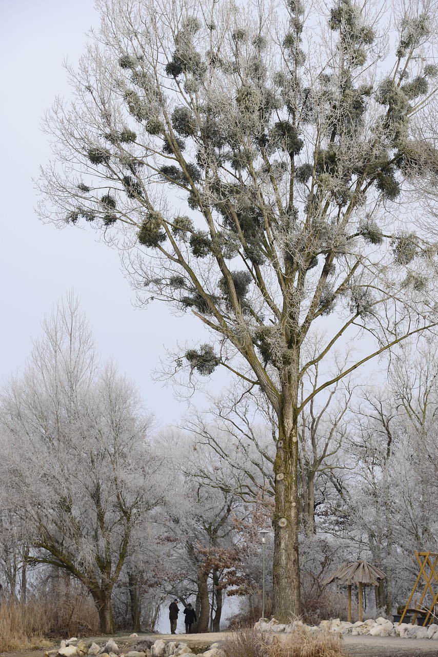 wintry up mature walk free photo