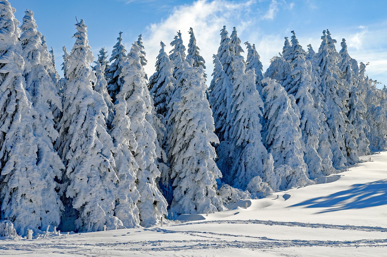 wintry snow firs free photo