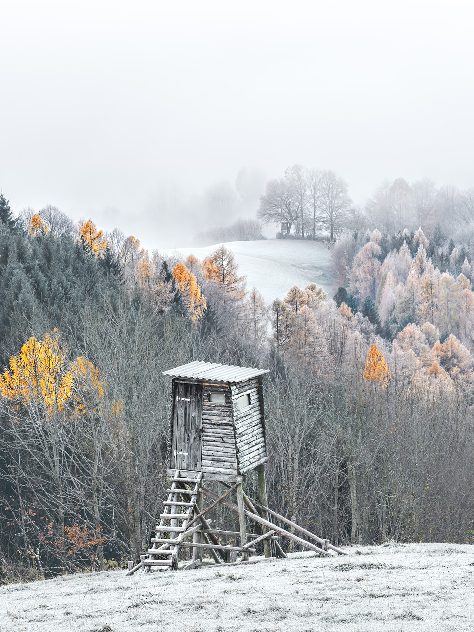 wintry delight forest free photo