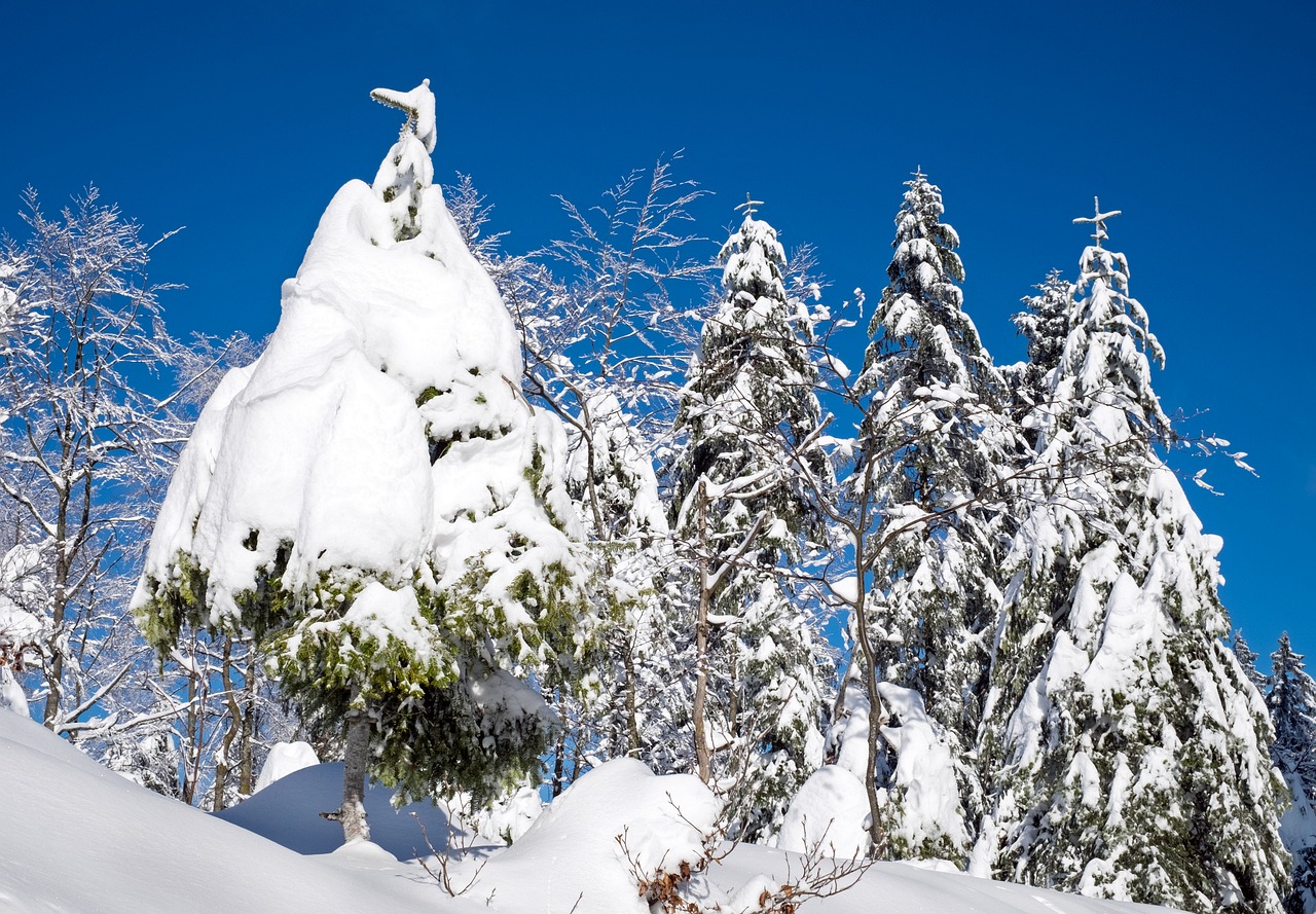 wintry snow firs free photo