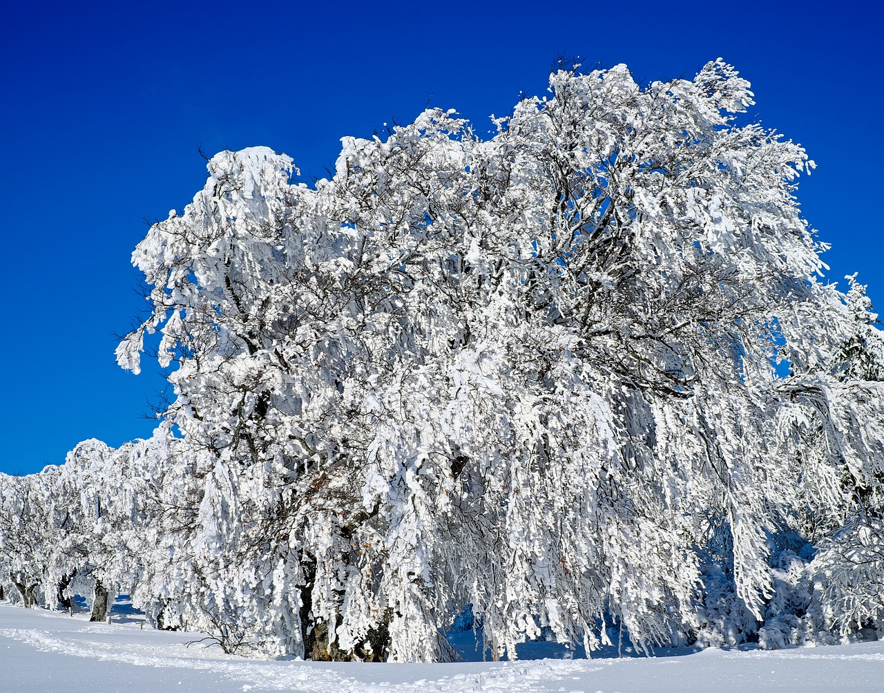 wintry trees book free photo