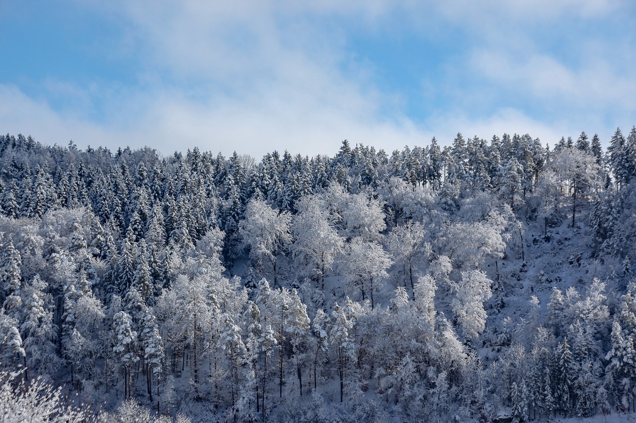 wintry  trees  forest free photo