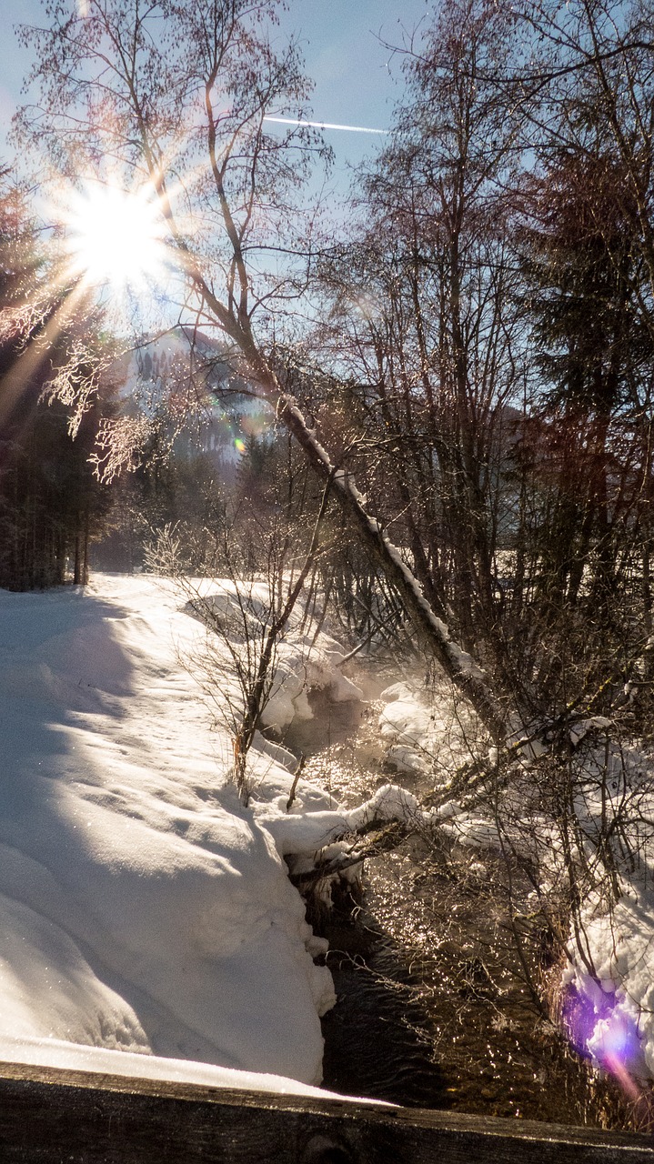 wintry  snow  nature free photo