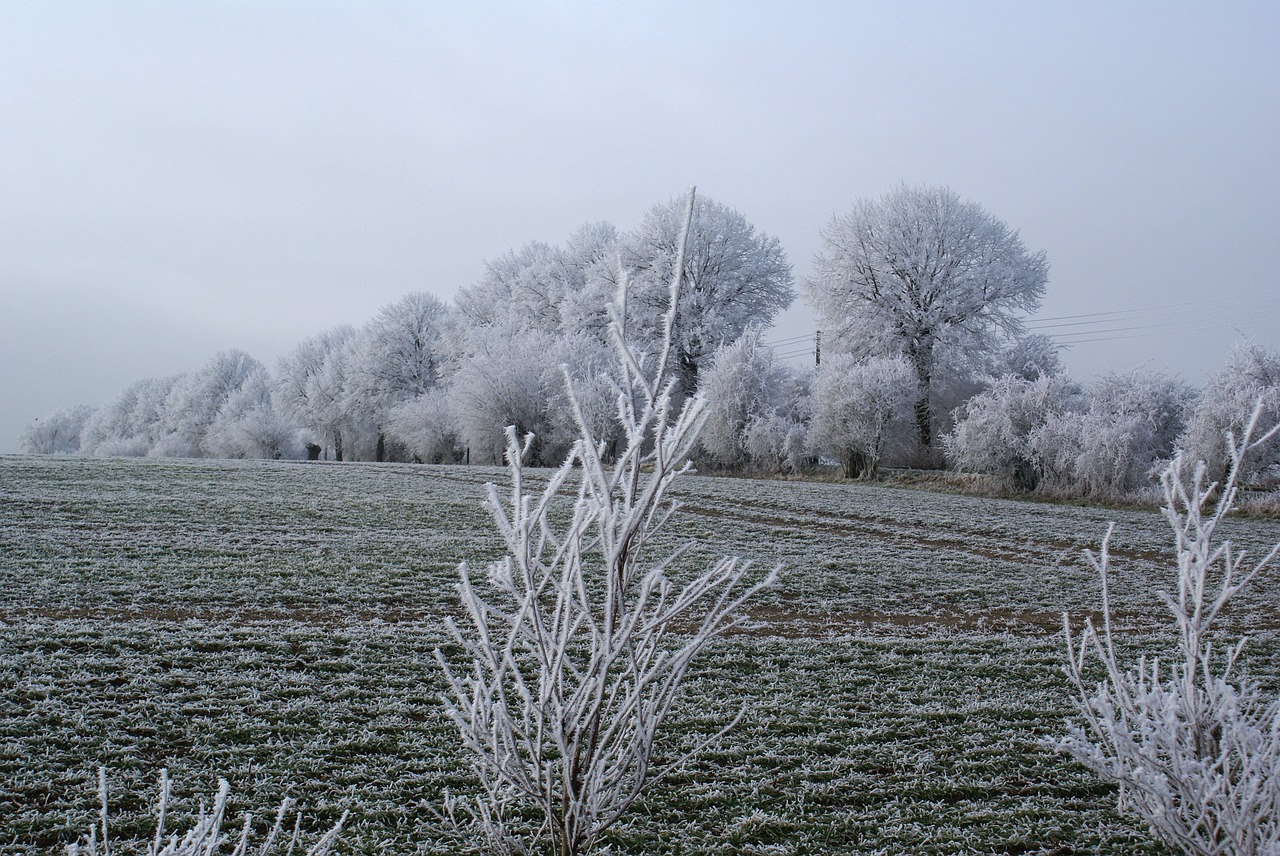 wintry  trees  iced free photo